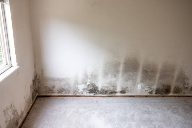 Best Emergency Mold Remediation  in Medford Lakes, NJ